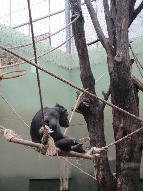 Zoobesuch Schimpansen 01_18 (4)